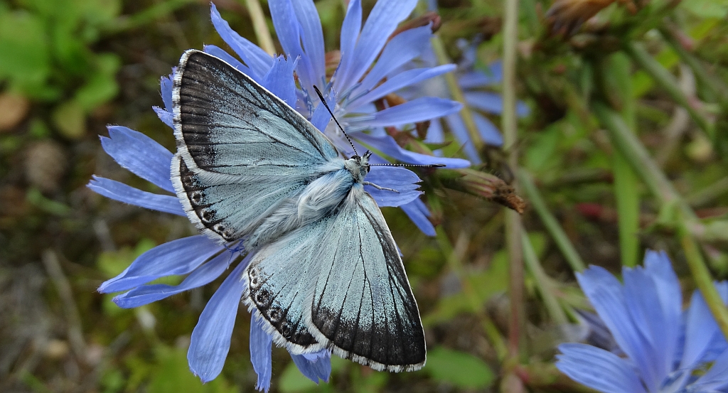 Modraszek korydon (Polyommatus coridon)