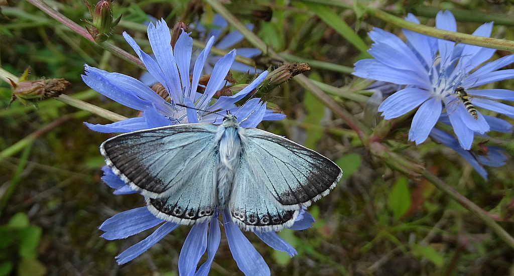 Modraszek korydon (Polyommatus coridon)