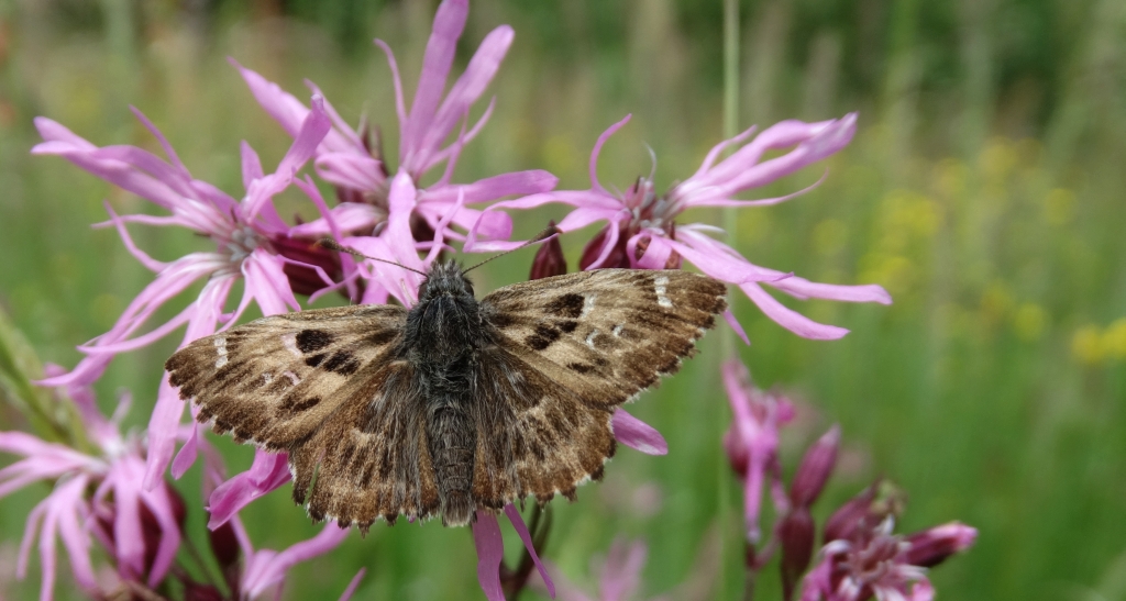 Warcabnik ślazowiec (Carcharodus alceae)