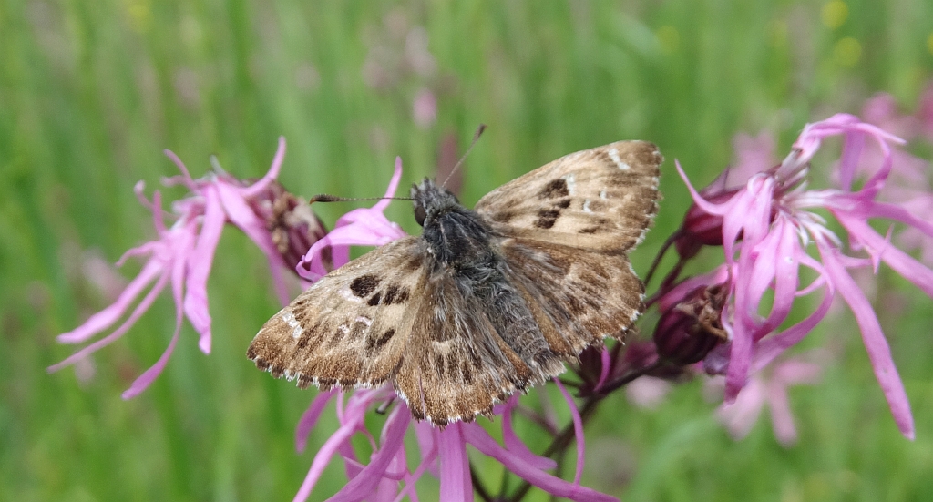 Warcabnik ślazowiec (Carcharodus alceae)