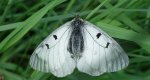 Niepylak mnemozyna (Parnassius mnemosyne)