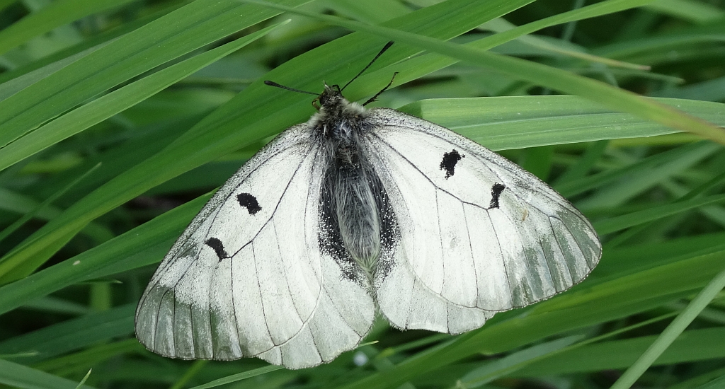 Niepylak mnemozyna (Parnassius mnemosyne)