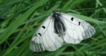 Niepylak mnemozyna (Parnassius mnemosyne)