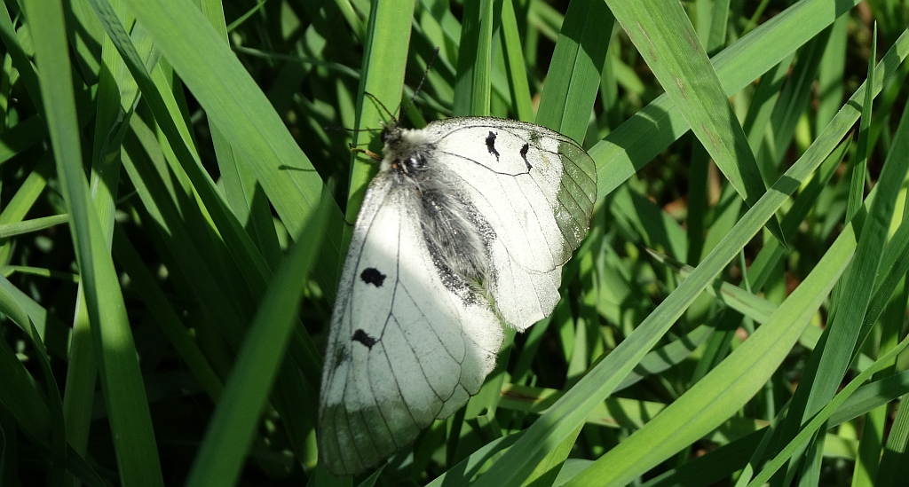 Niepylak mnemozyna (Parnassius mnemosyne)
