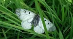 Niepylak mnemozyna (Parnassius mnemosyne)