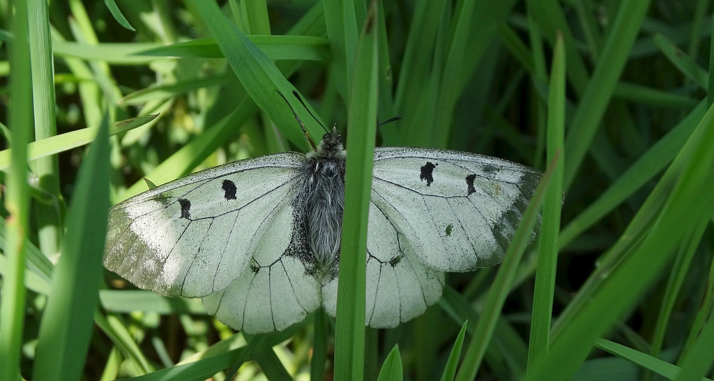 Niepylak mnemozyna (Parnassius mnemosyne)