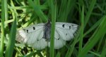 Niepylak mnemozyna (Parnassius mnemosyne)