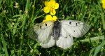 Niepylak mnemozyna (Parnassius mnemosyne)