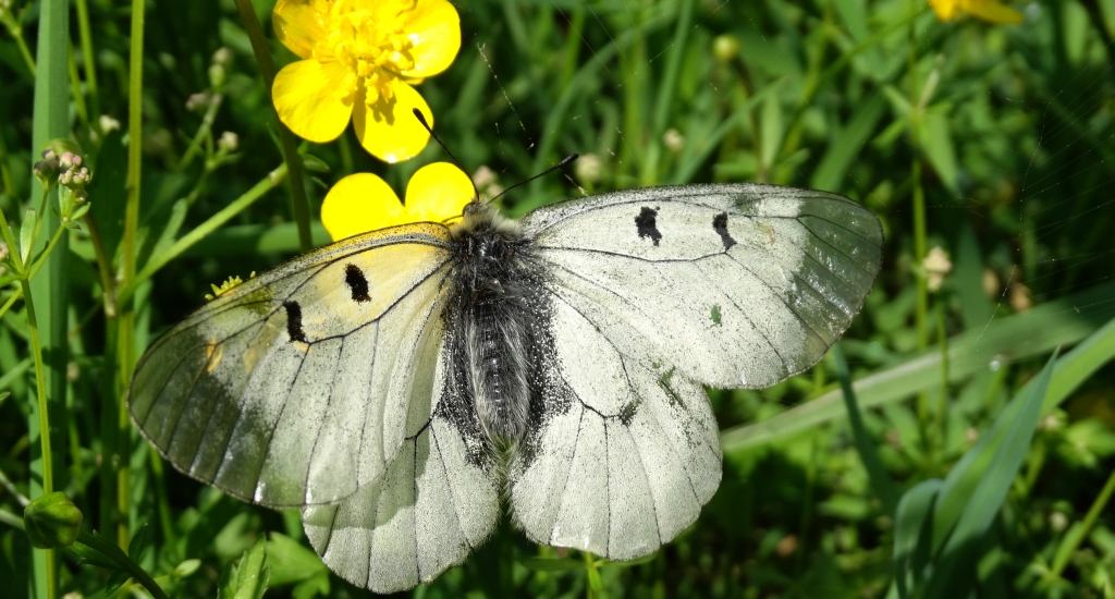 Niepylak mnemozyna (Parnassius mnemosyne)