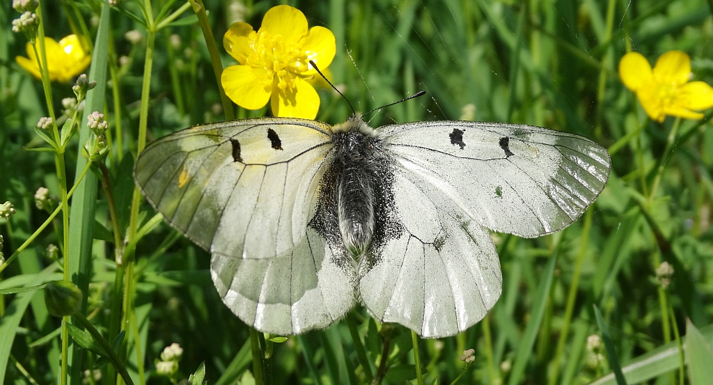 Niepylak mnemozyna (Parnassius mnemosyne)