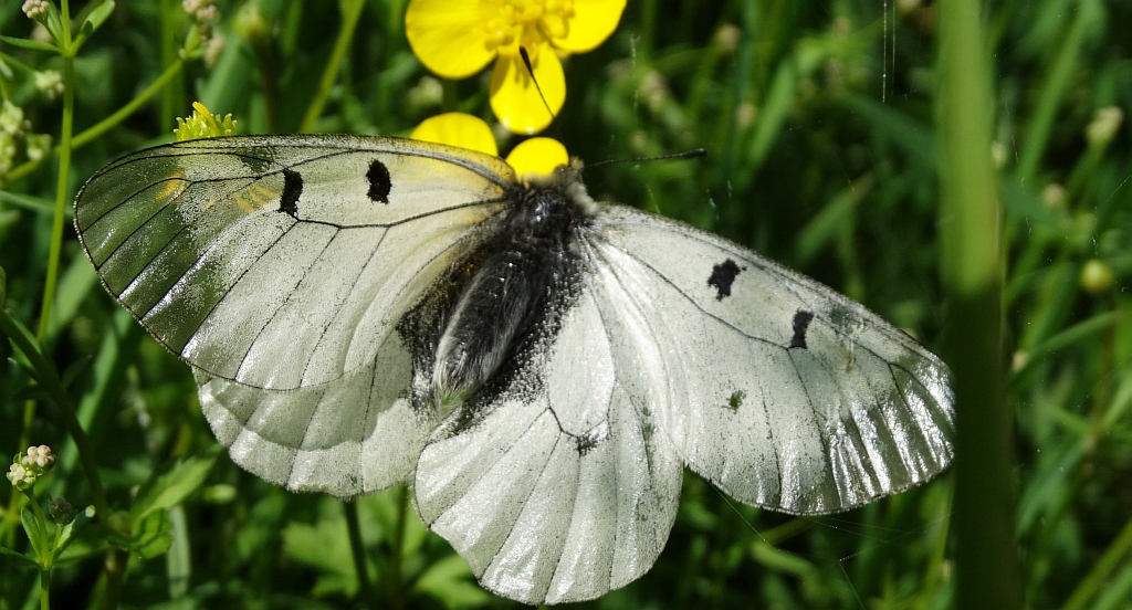 Niepylak mnemozyna (Parnassius mnemosyne)