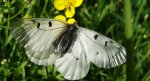 Niepylak mnemozyna (Parnassius mnemosyne)