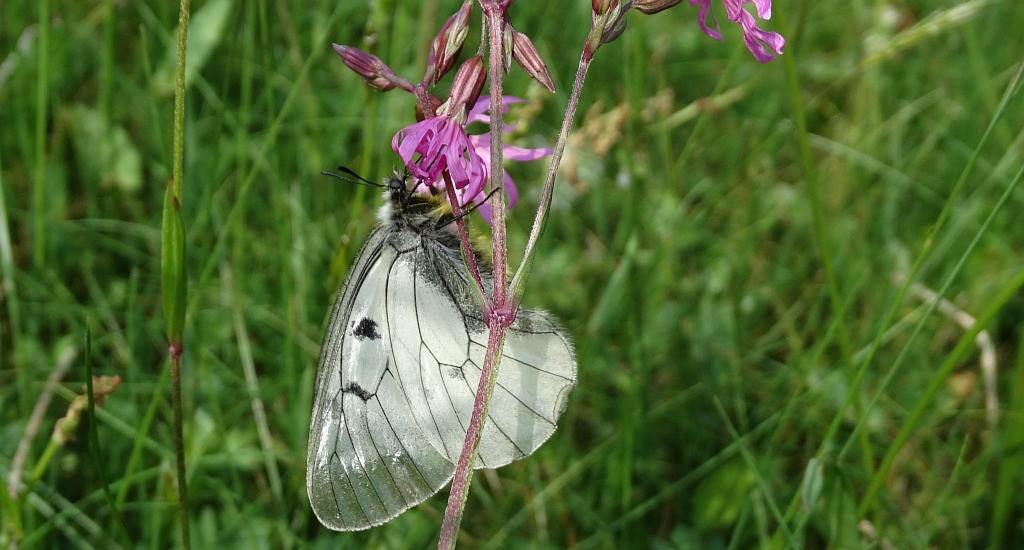 Niepylak mnemozyna (Parnassius mnemosyne)