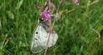 Niepylak mnemozyna (Parnassius mnemosyne)