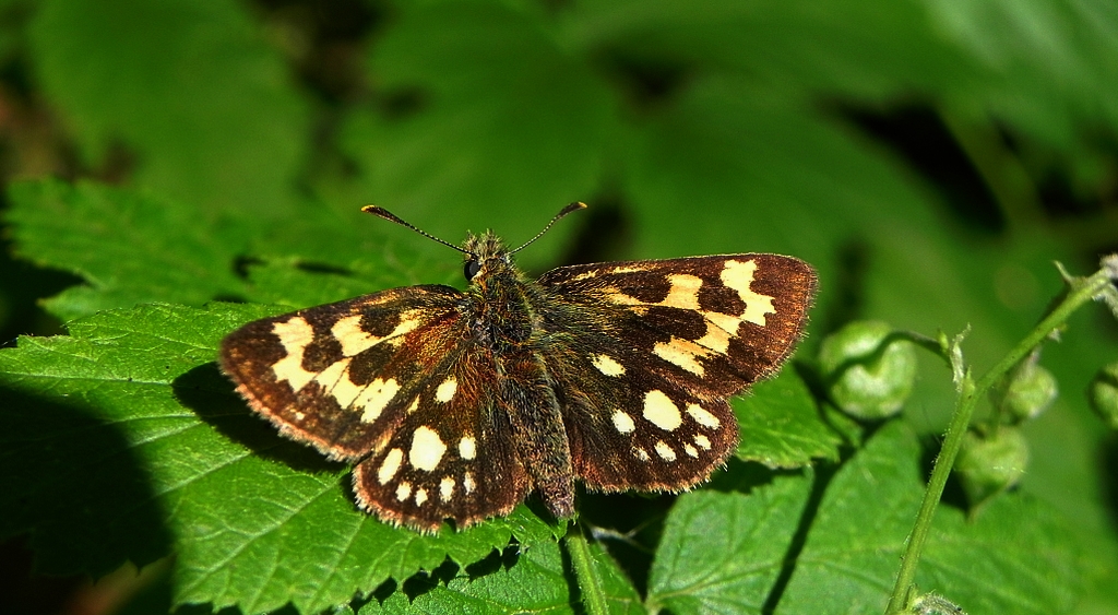 Kosternik leśniak (Carterocephalus silvicola)