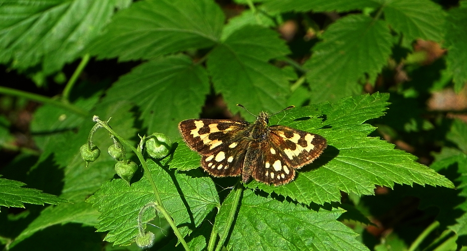 Kosternik leśniak (Carterocephalus silvicola)
