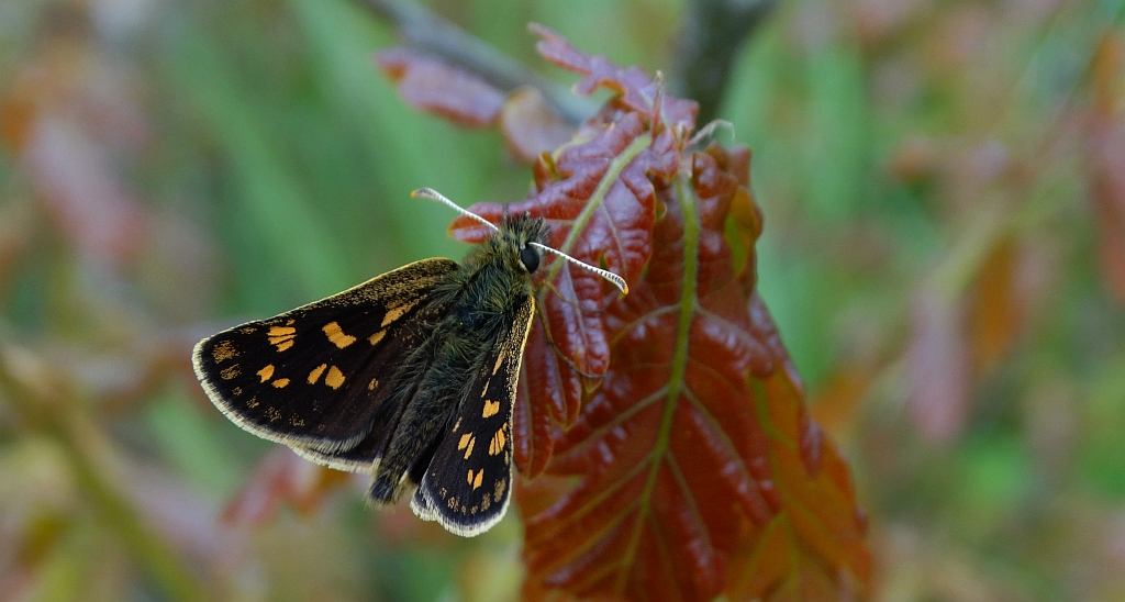 Kosternik palemon (Carterocephalus palaemon)