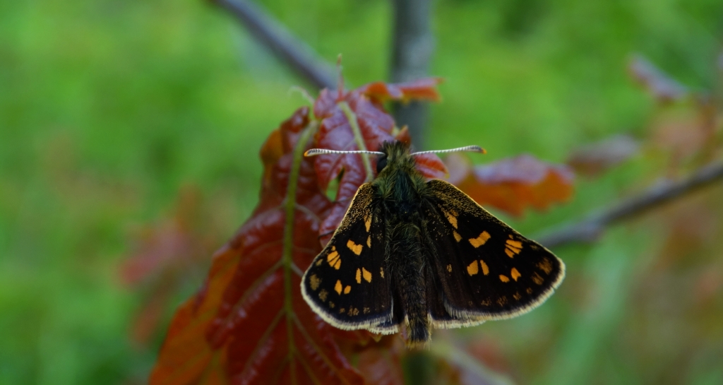 Kosternik palemon (Carterocephalus palaemon)