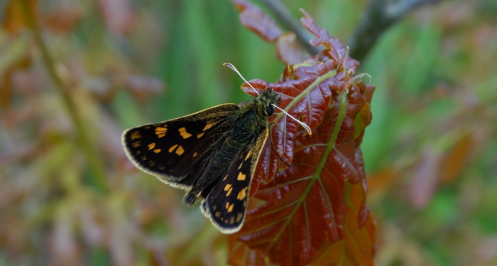 Kosternik palemon  (Carterocephalus palaemon)