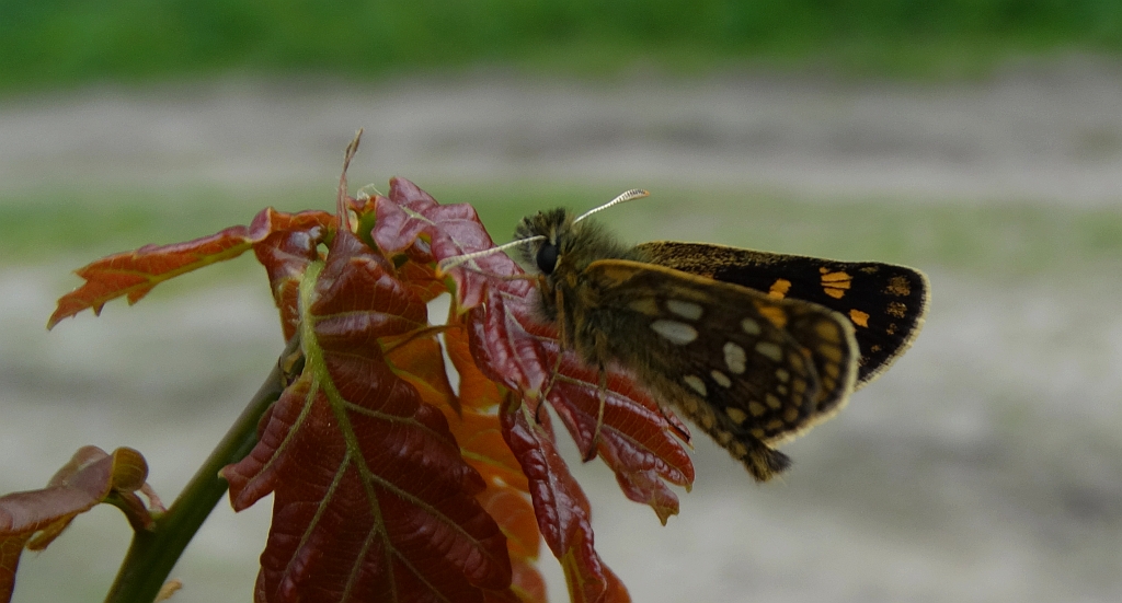 Kosternik palemon (Carterocephalus palaemon)