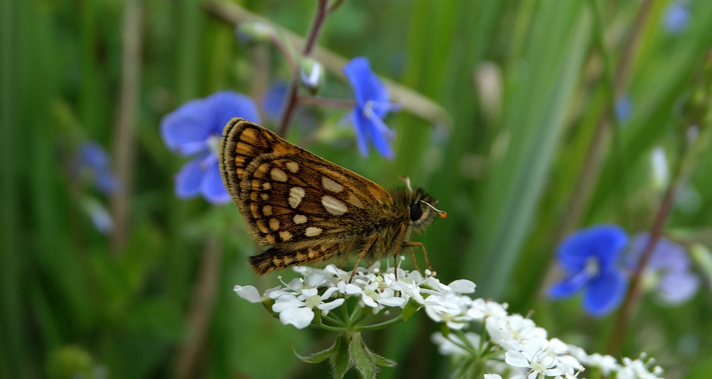 Kosternik palemon (Carterocephalus palaemon)