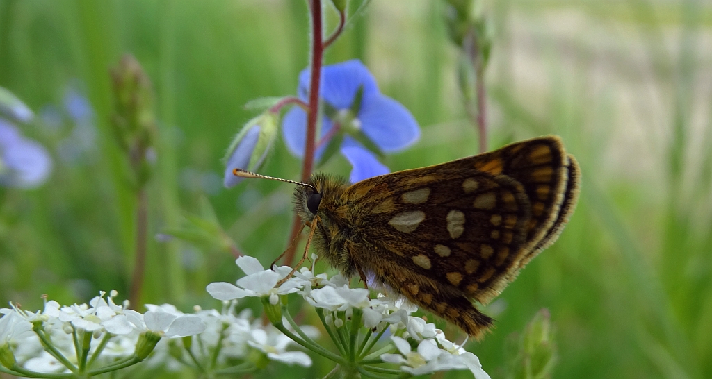 Kosternik palemon (Carterocephalus palaemon)