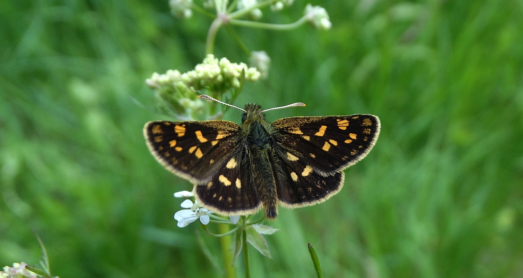 Kosternik palemon (Carterocephalus palaemon)