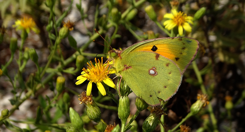 Szlaczkoń sylwetnik (Colias croceus)