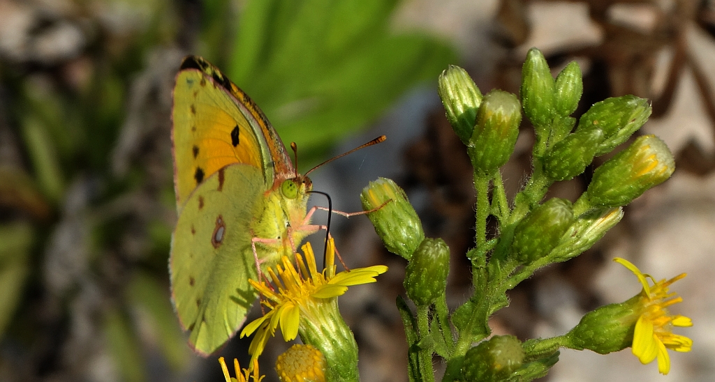 Szlaczkoń sylwetnik (Colias croceus)