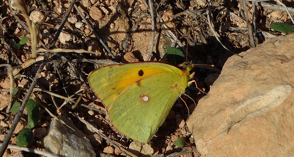 Szlaczkoń sylwetnik (Colias croceus)