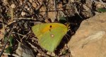 Szlaczkoń sylwetnik (Colias croceus)