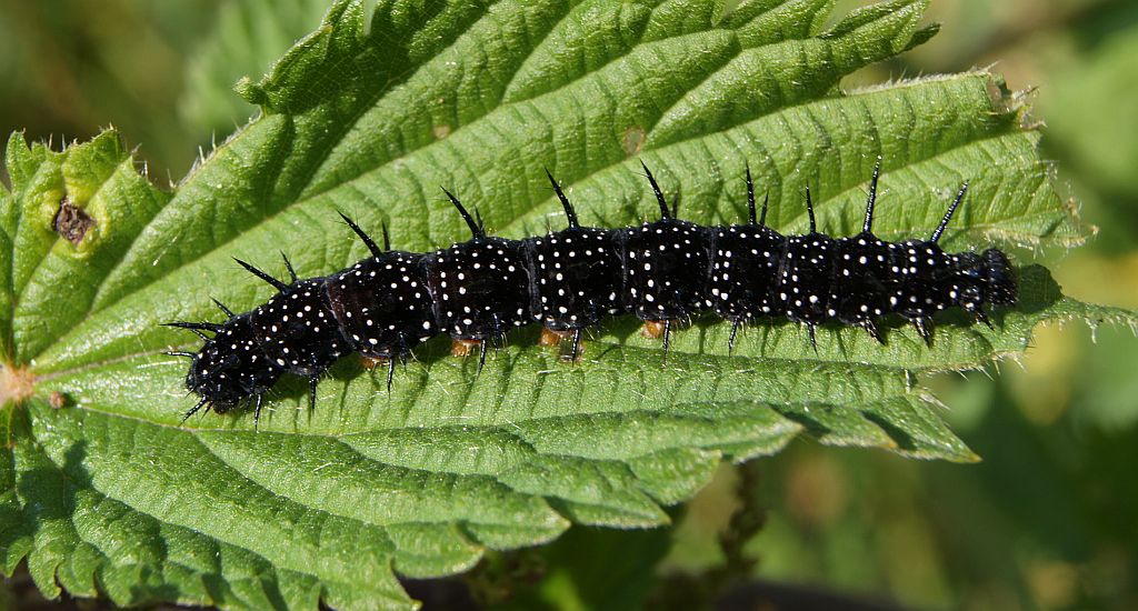 Rusałka pawik (Aglais io)