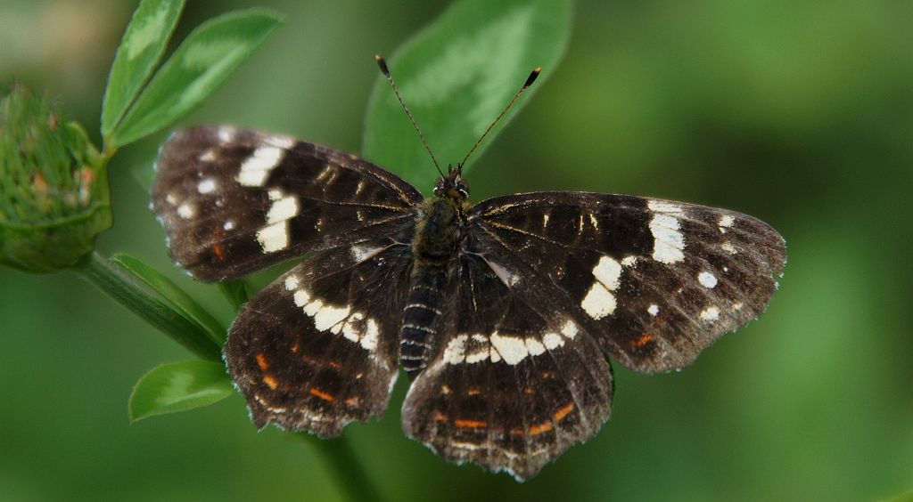 Rusałka kratkowiec (Araschnia levana)