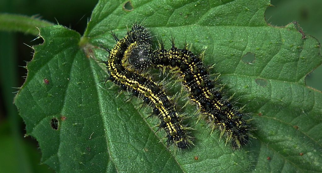 Rusałka pokrzywnik (Algais urticae)