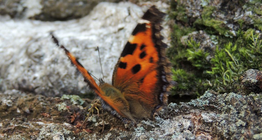 Rusałka drzewoszek (Nymphalis xanthomelas)