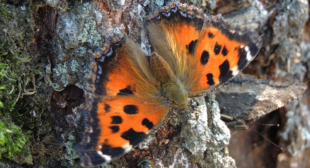 Rusałka drzewoszek (Nymphalis xanthomelas)