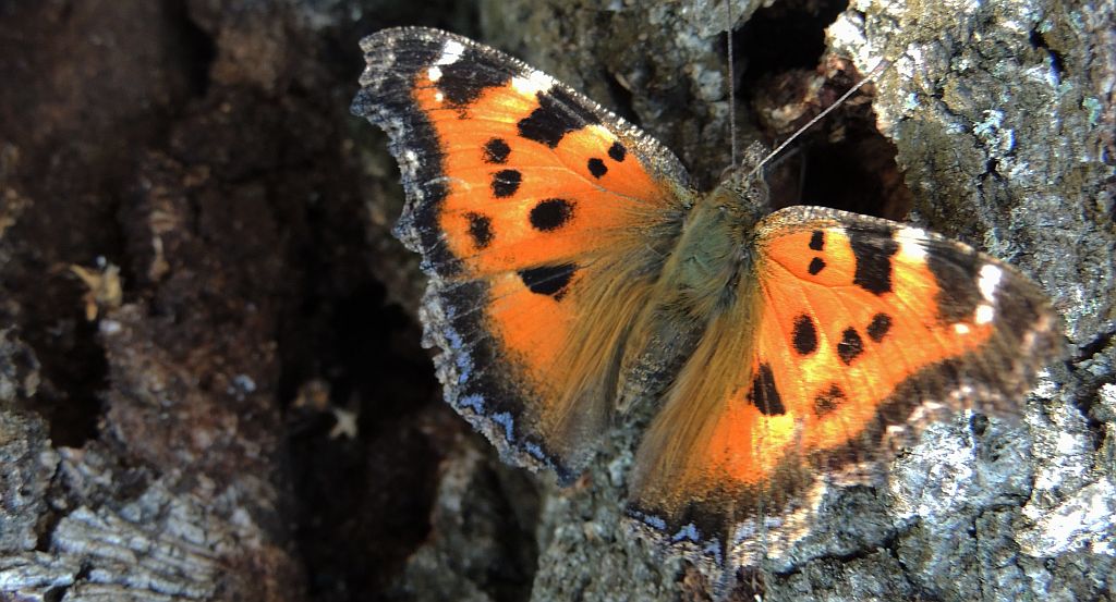 Rusałka drzewoszek (Nymphalis xanthomelas)