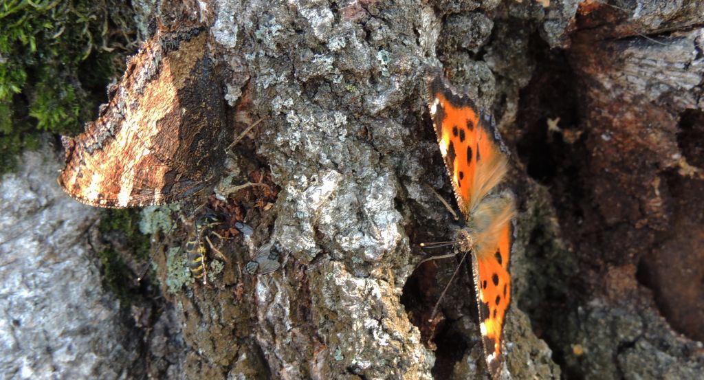 Rusałka drzewoszek (Nymphalis xanthomelas)