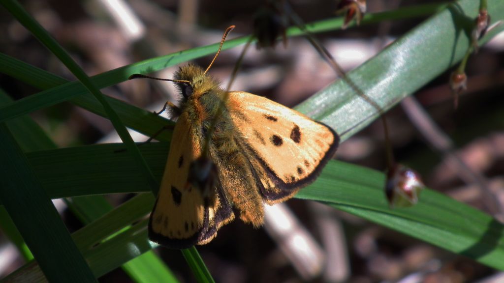 Kosternik leśniak (Carterocephalus silvicola)