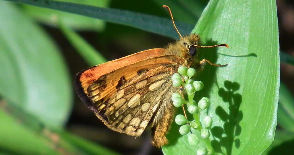 Kosternik leśniak (Carterocephalus silvicola)