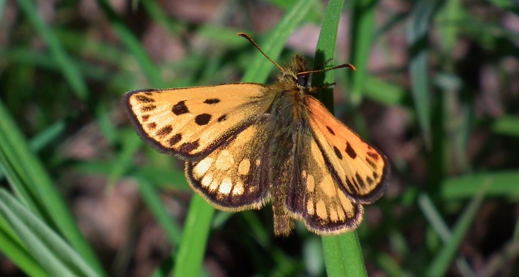 Kosternik leśniak (Carterocephalus silvicola)