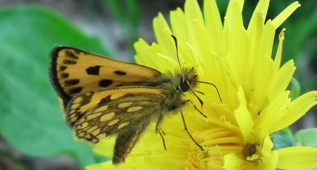Kosternik leśniak (Carterocephalus silvicola)