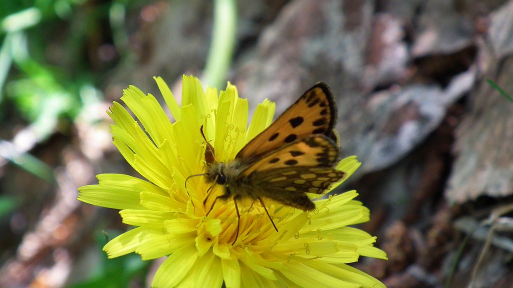 Kosternik leśniak (Carterocephalus silvicola)