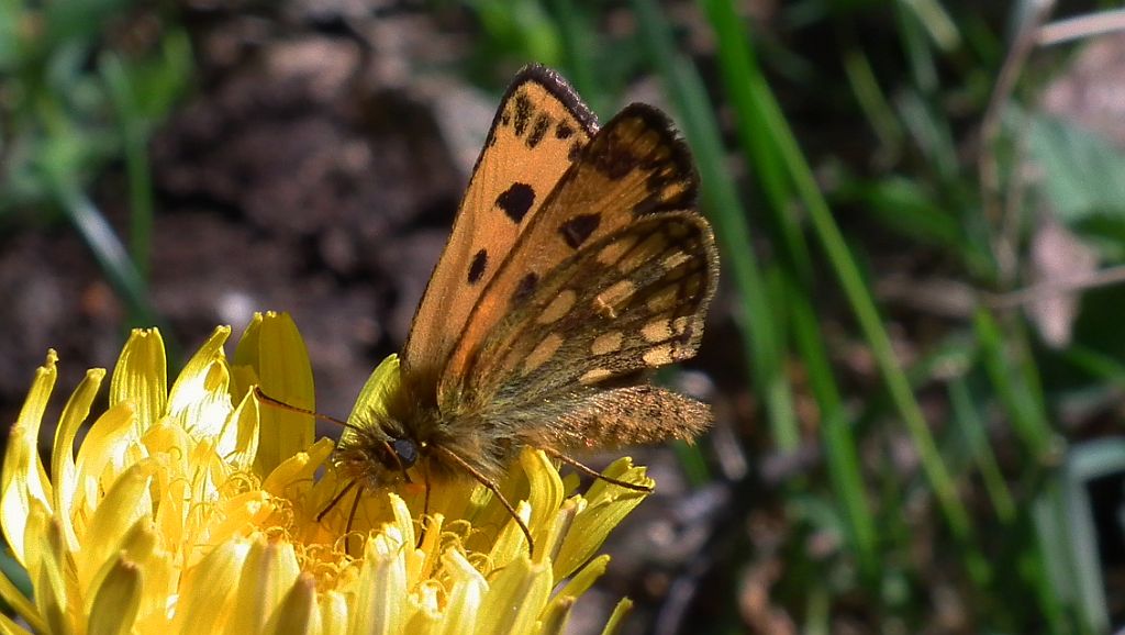 Kosternik leśniak (Carterocephalus silvicola)