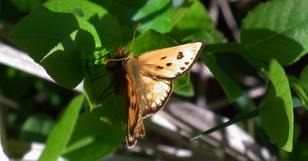 Kosternik leśniak (Carterocephalus silvicola)
