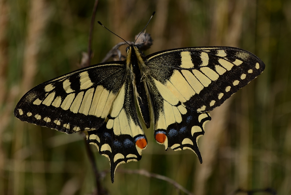 Paź królowej (Papilio machaon)