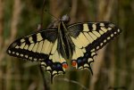 Paź królowej (Papilio machaon)