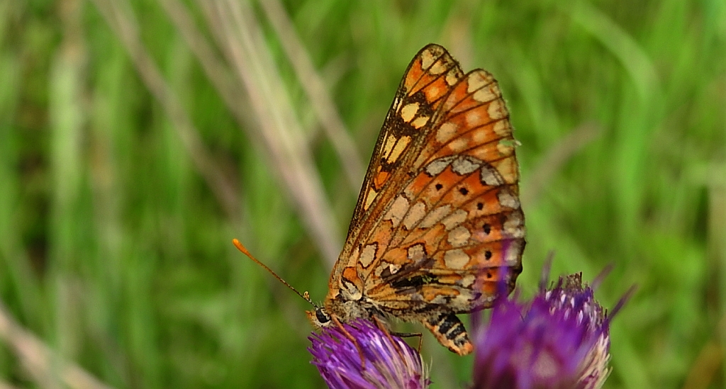 Przeplatka aurinia (Euphydryas aurinia)