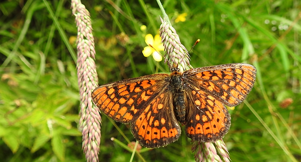 Przeplatka aurinia (Euphydryas aurinia)