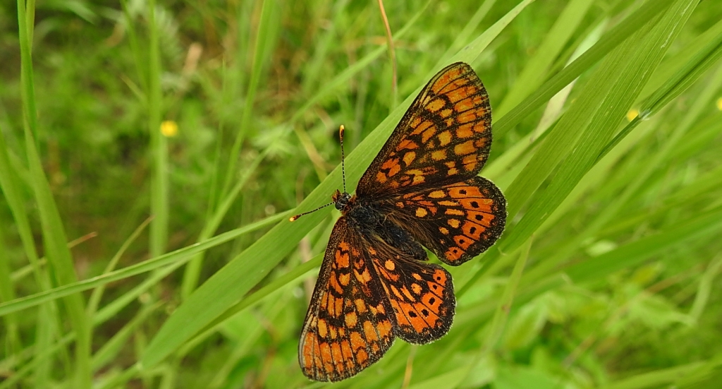 Przeplatka aurinia (Euphydryas aurinia)